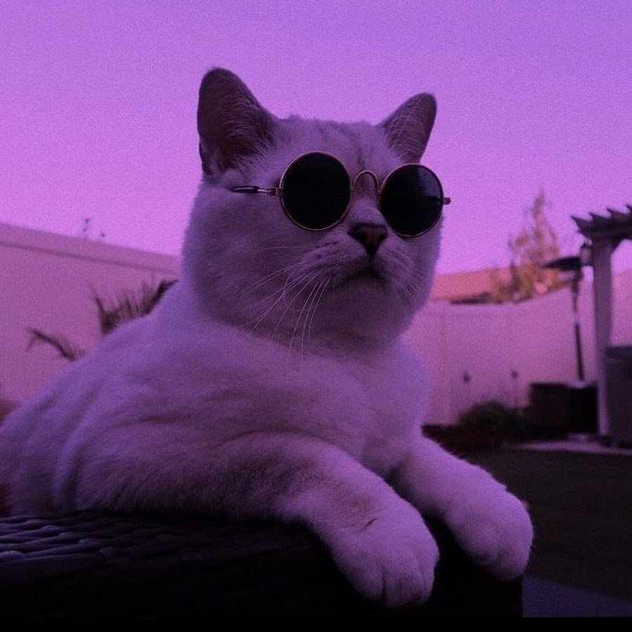 Эстетика котики Радуга