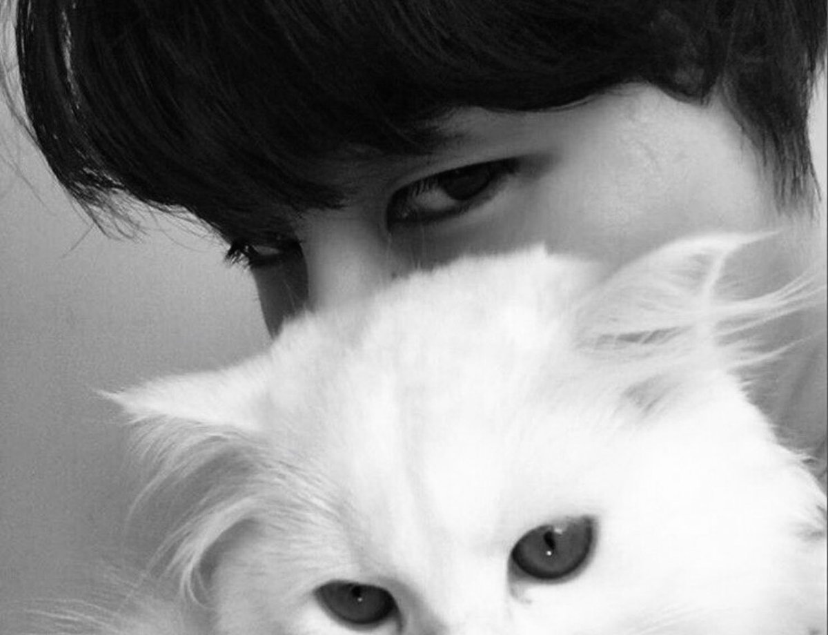 Эстетичные котята