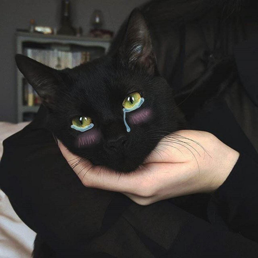 Черный кот Эстетика