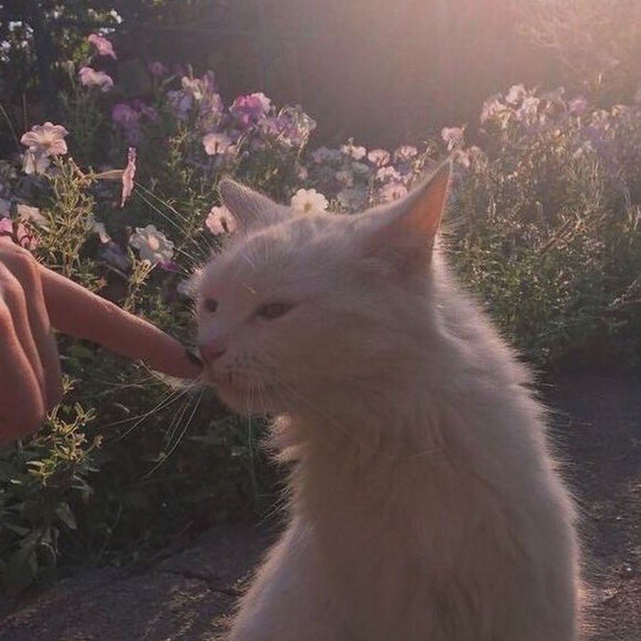 Кот Эстетика