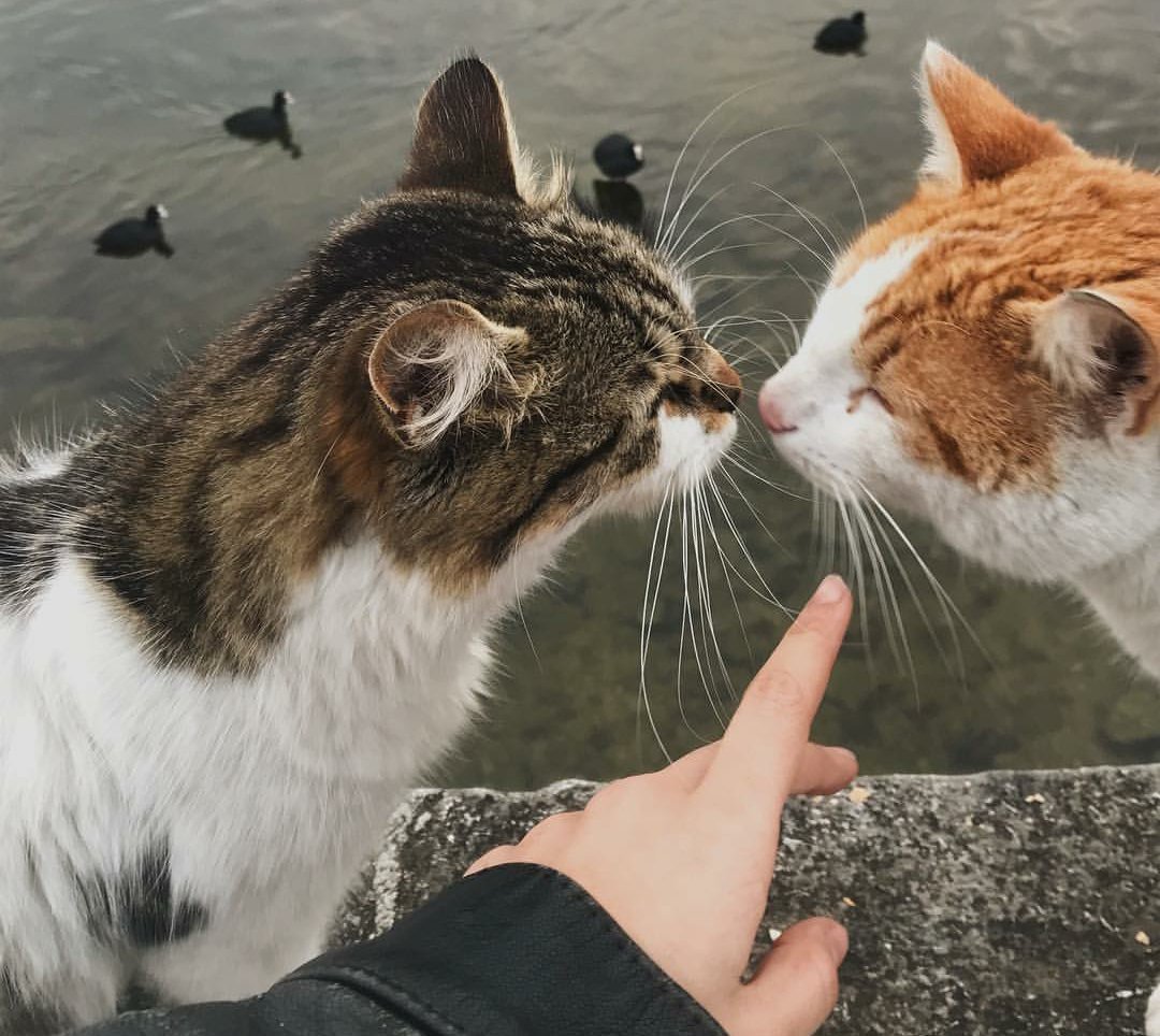 Котик в гирлянде