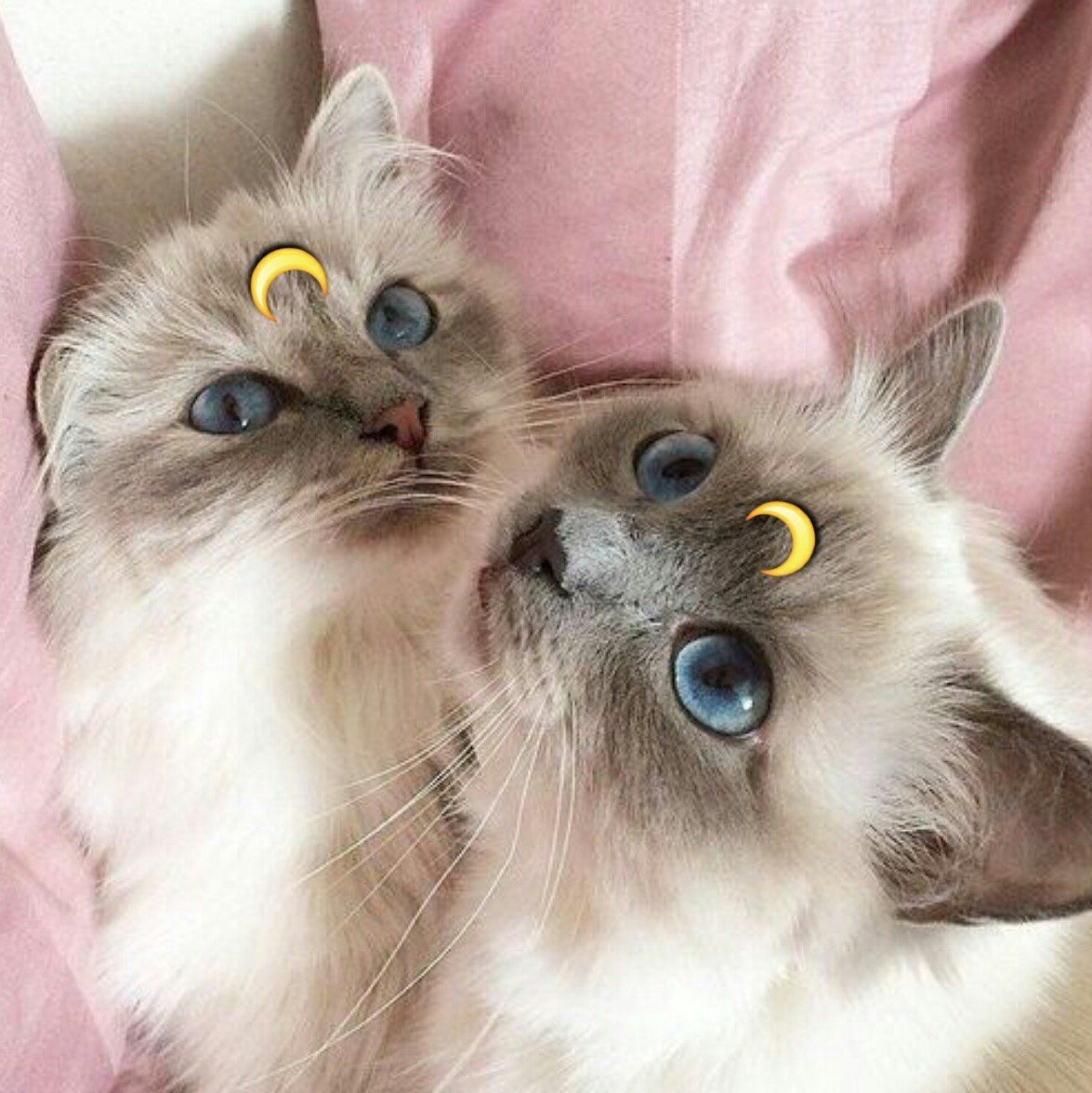 Милый котик в шапочке Эстетика