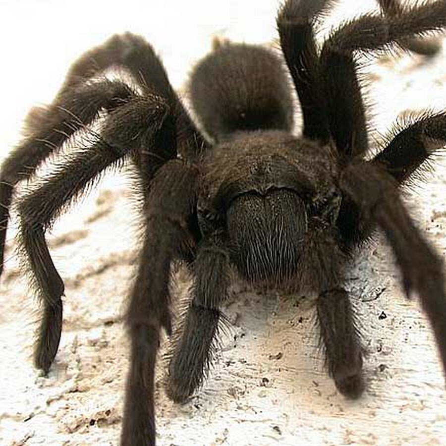 Птицеед Голиаф