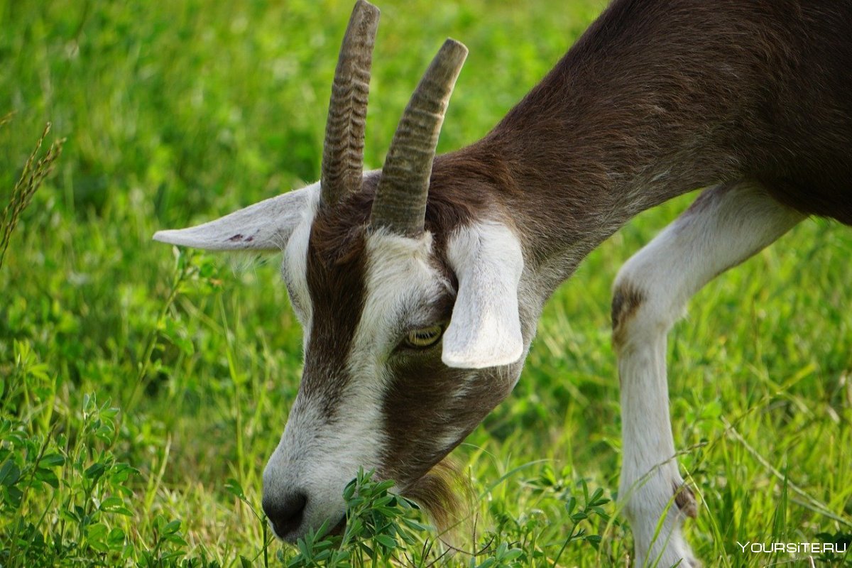 Длинноухие козы Камори