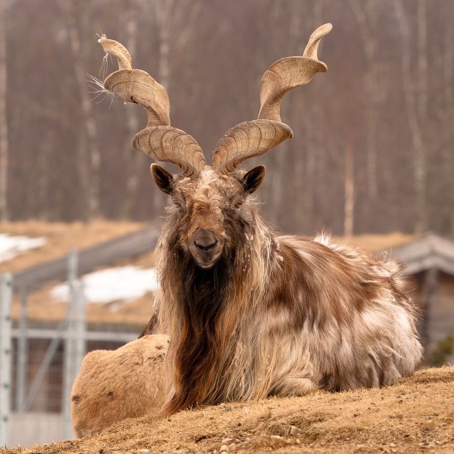 Козел сидит