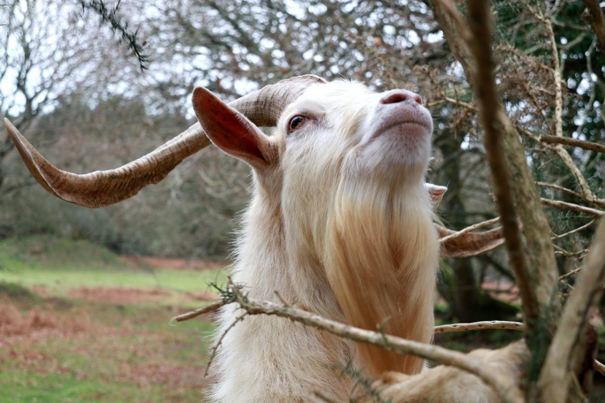 Дамасская коза Шами