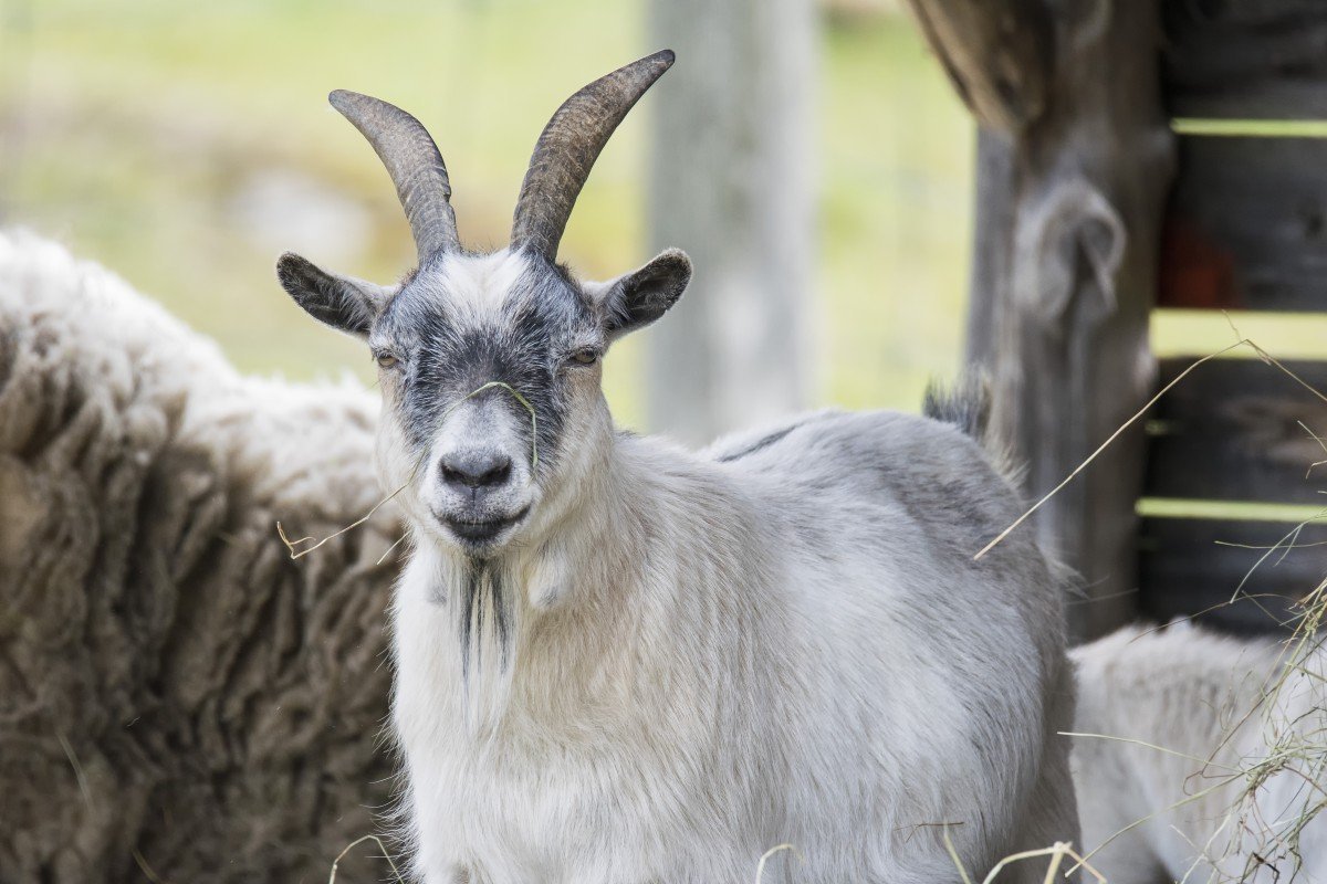 Англо-нубийская коза