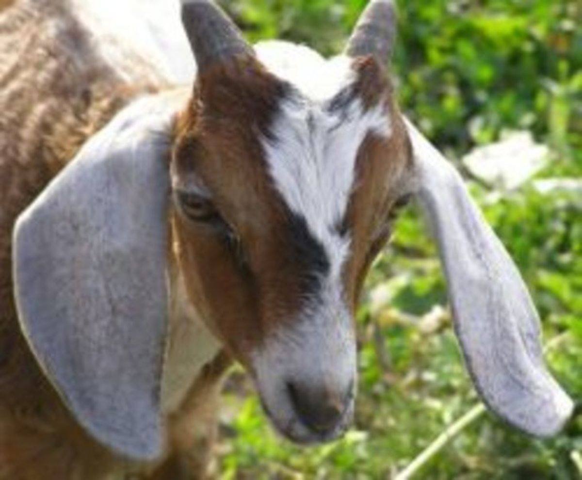 Пакистанские козы гулаби