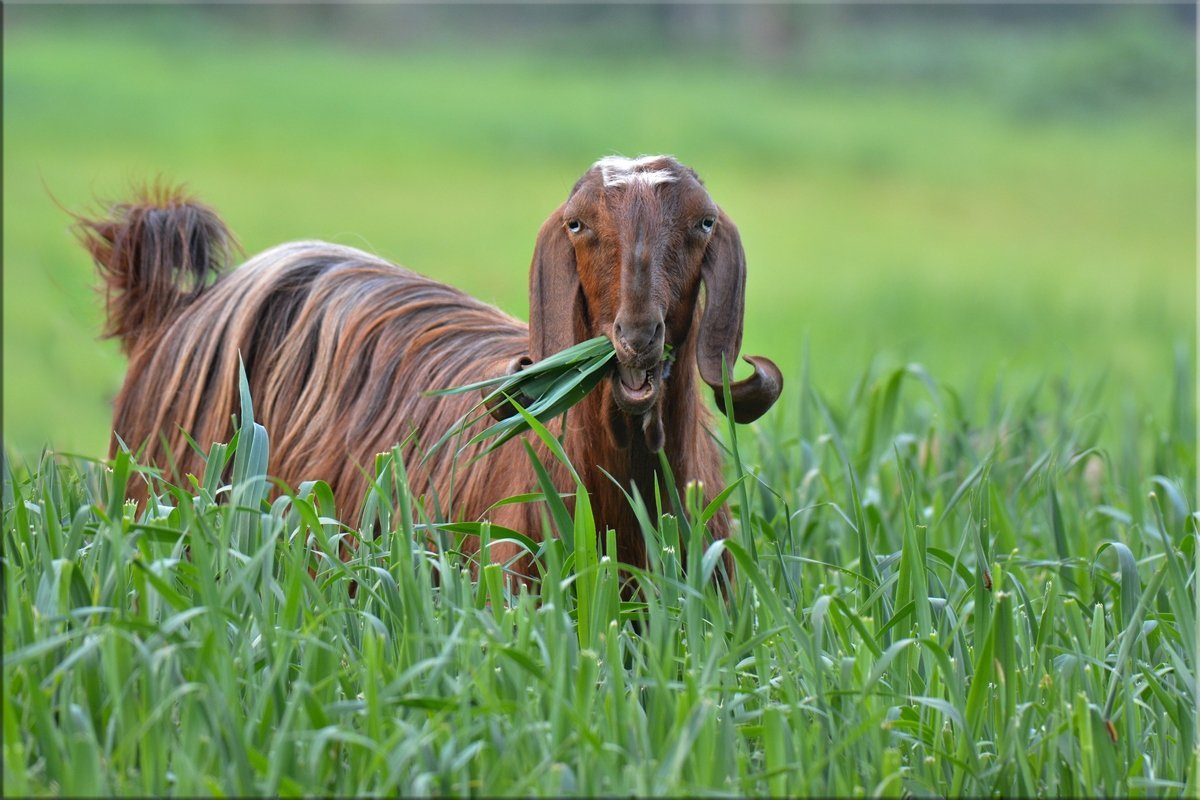 Козлята нубийской породы