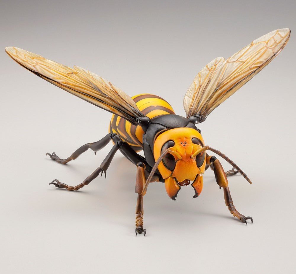 Азиатский Шершень Vespa mandarinia -