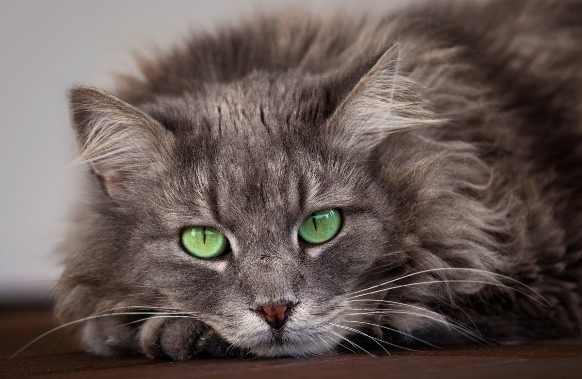 Персидская длинношерстная черная кошка