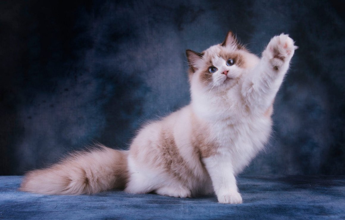 Сибирская Лесная кошка рыжая