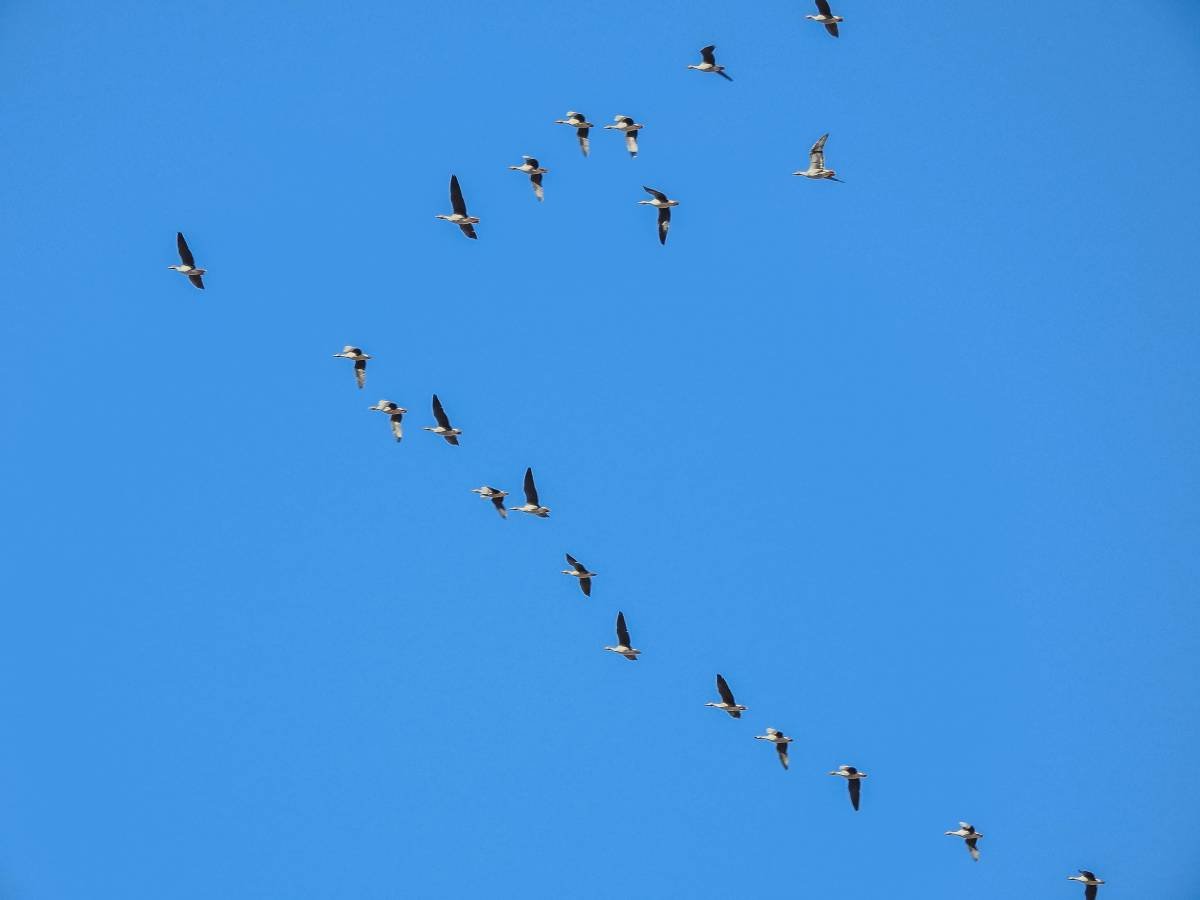 Стая гусей клином