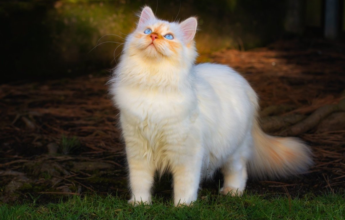 Живые котята на телефон