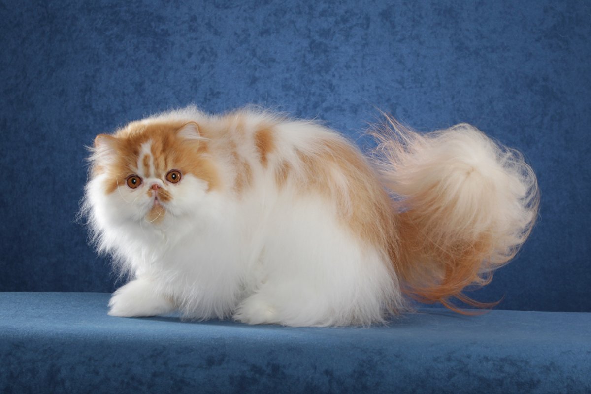Персидская Сибирская длинношерстная