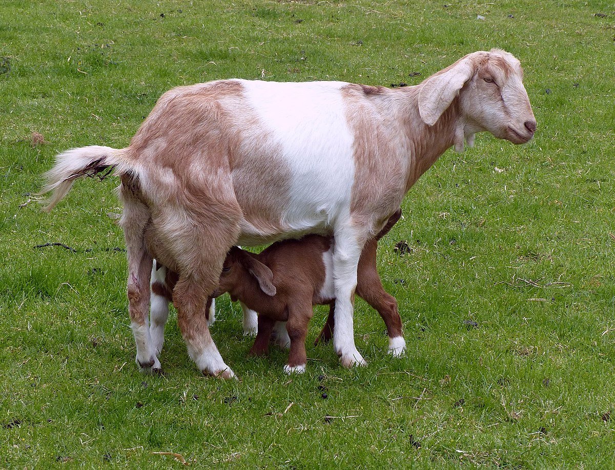 Anglo-Nubian Goat