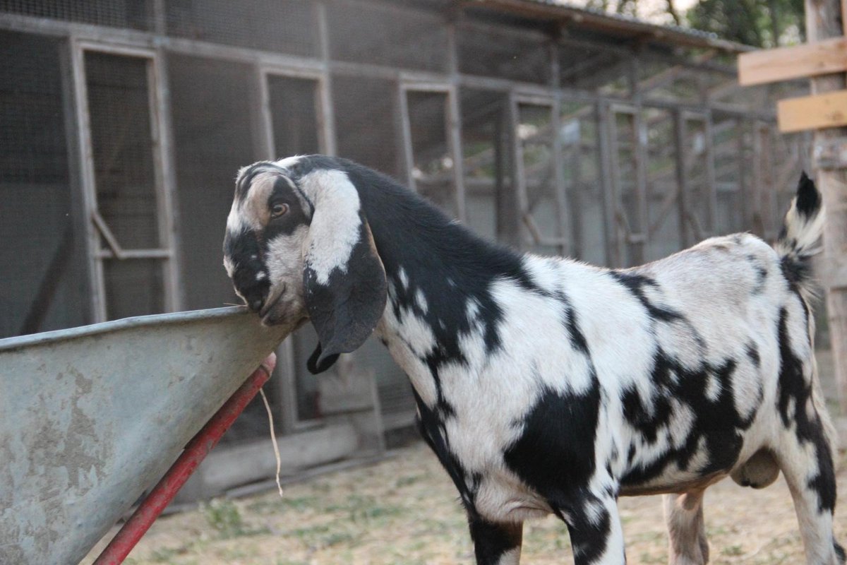Англо-нубийские козы с рогами