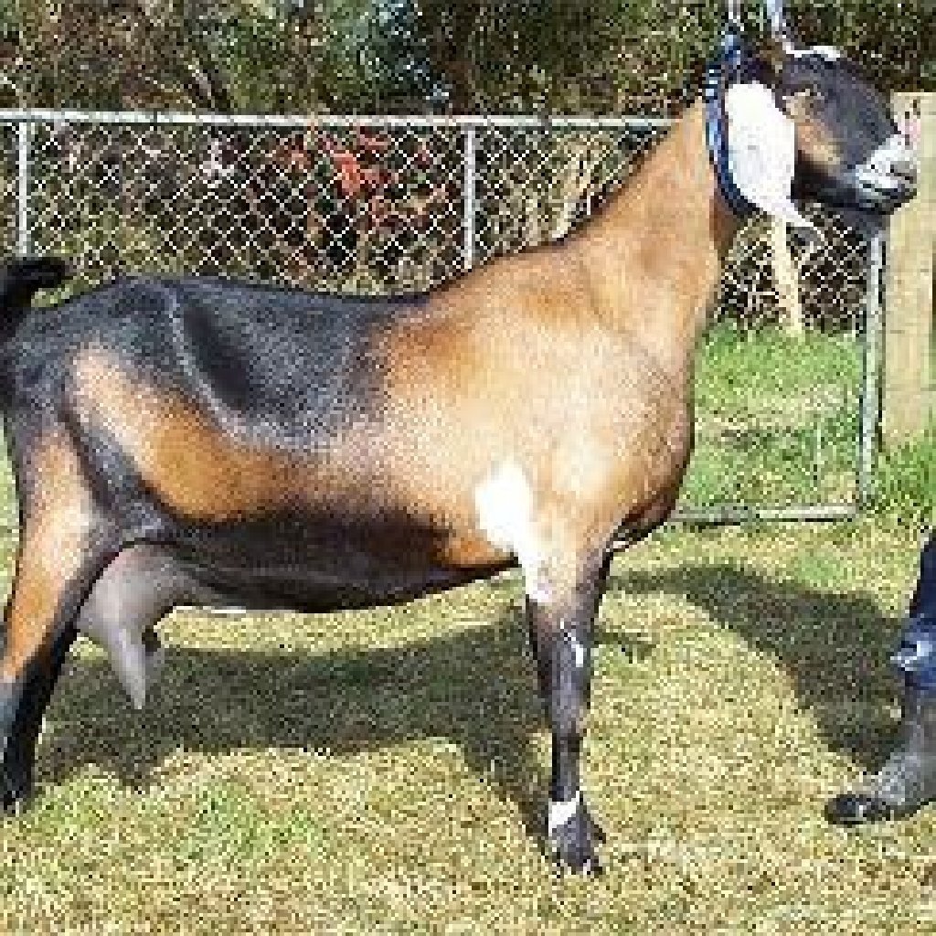 Нубийская коза вектор