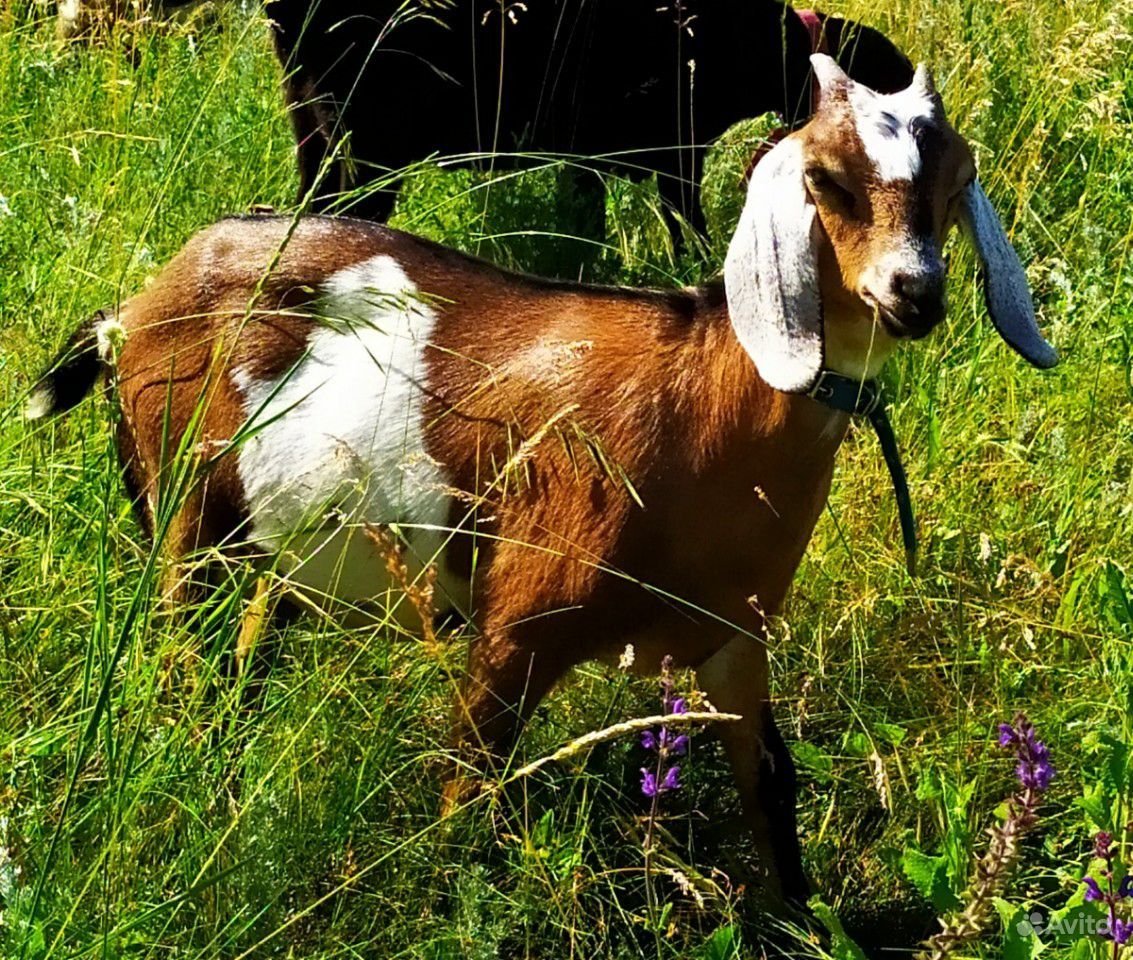 Нубийские козы ферма