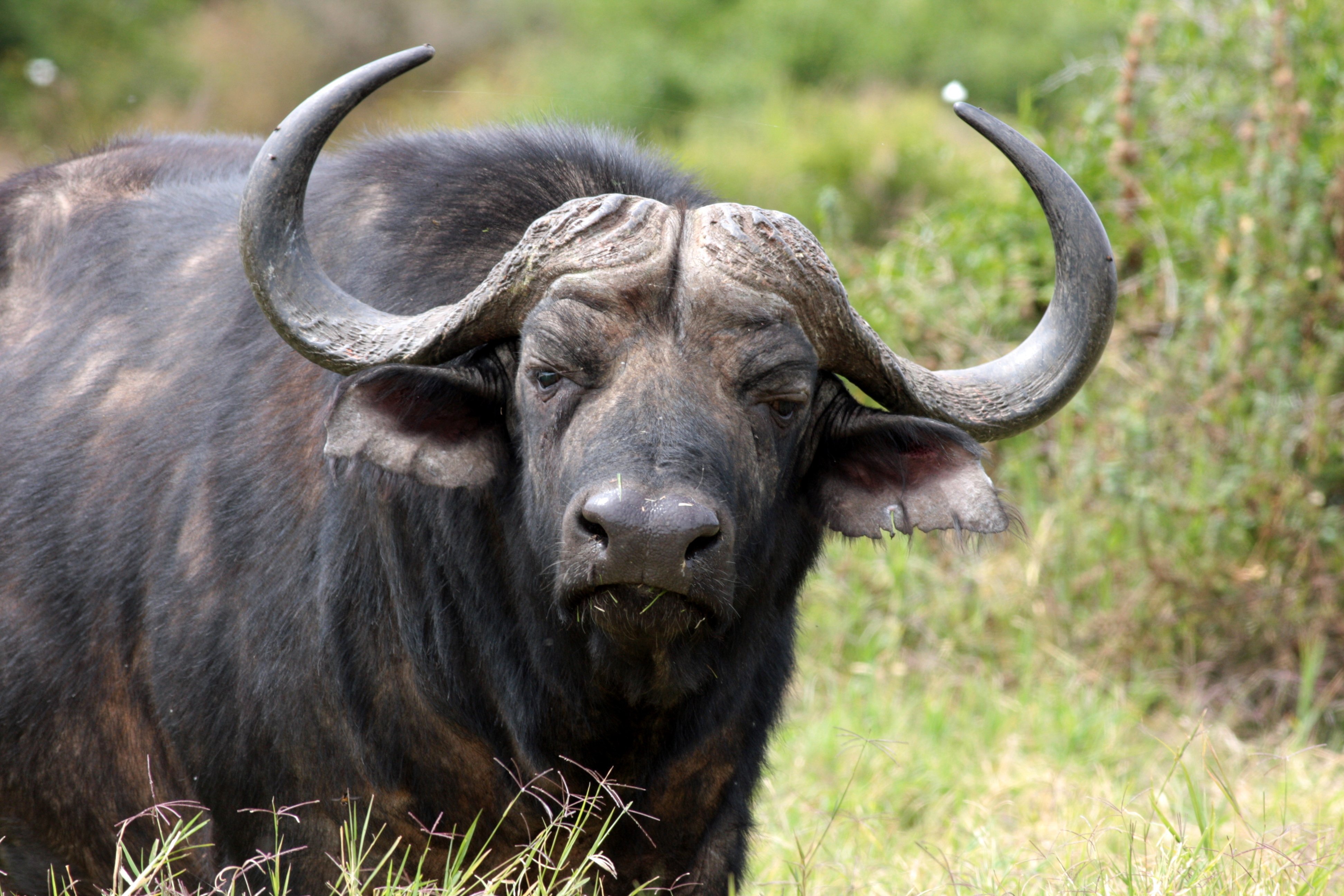 Дикий бык 4 букв сканворд. Длиннорогий буйвол пелоровис. Африканский бык Буффало. 4. Африканский буйвол. Буйвол Буффало Индия.