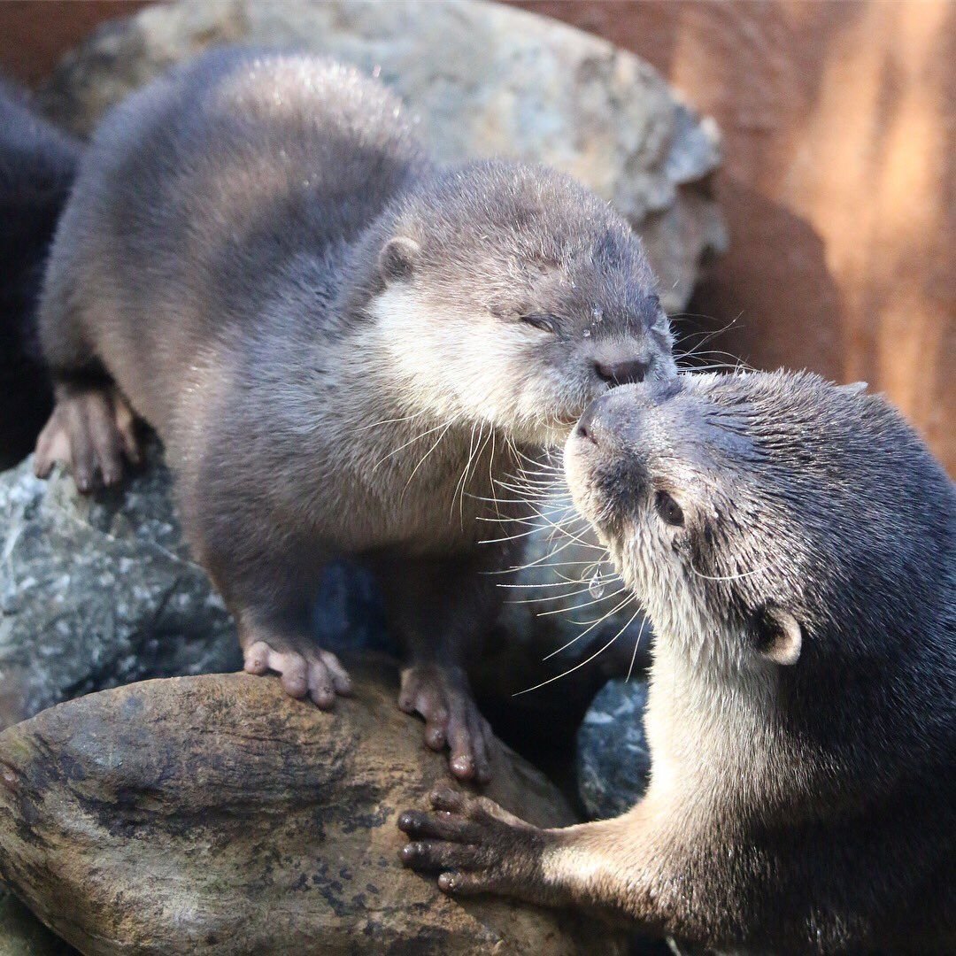 Любовь выдры