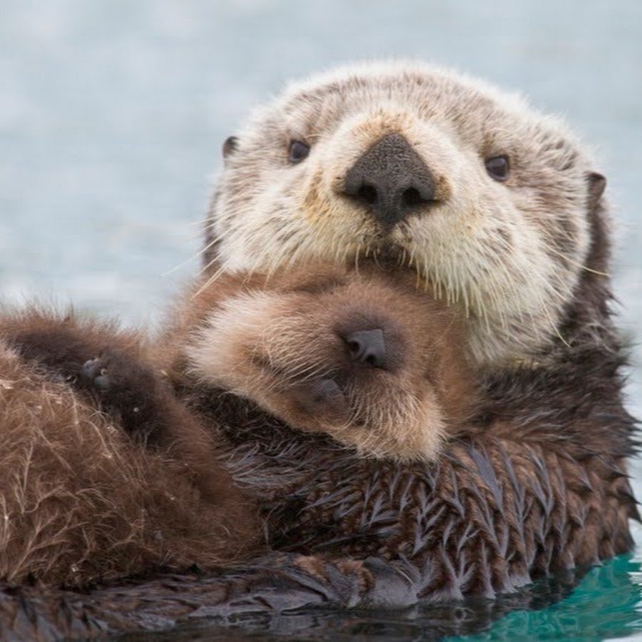 Выдра калан