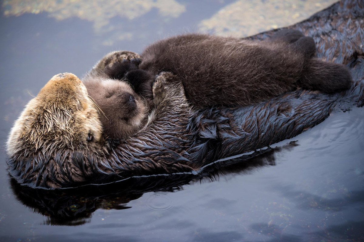 Детеныши калана морской выдры