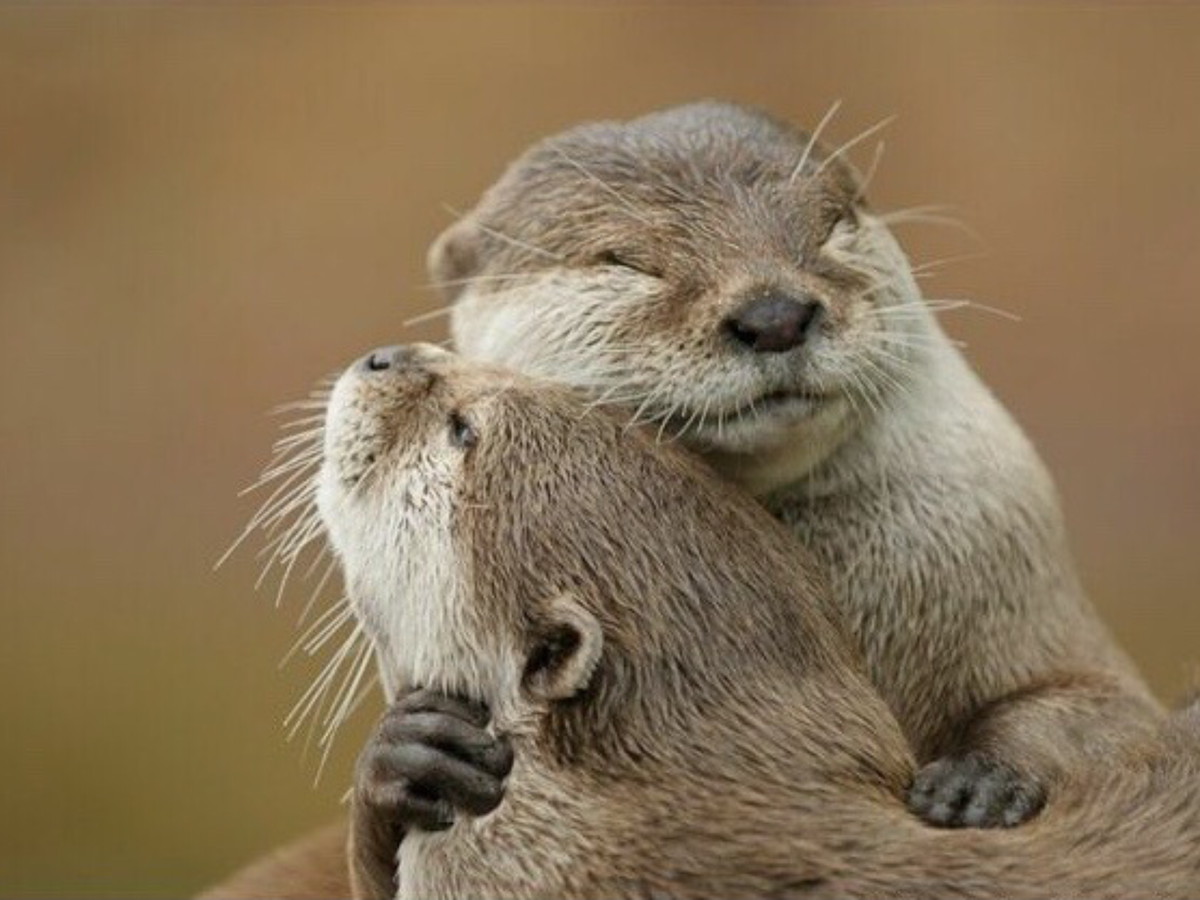 Объятия животных