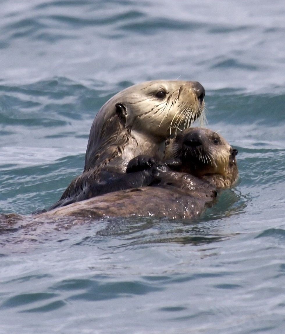 Морской Бобр калан