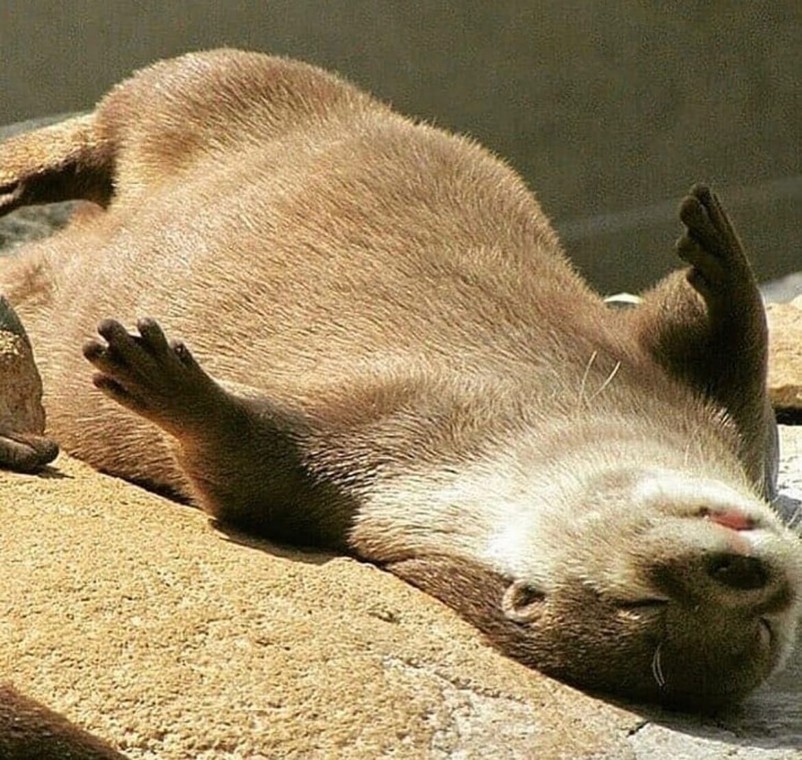 Выдра спит