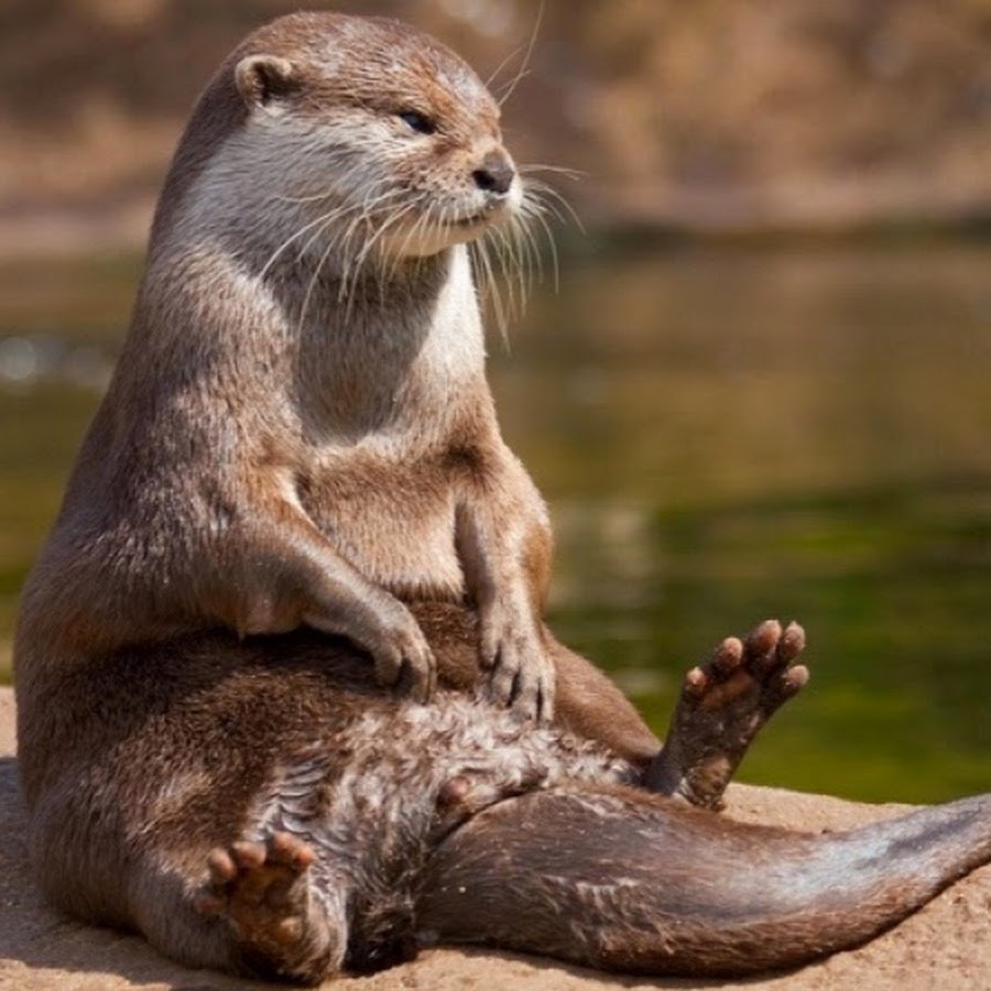 Выдра Речная