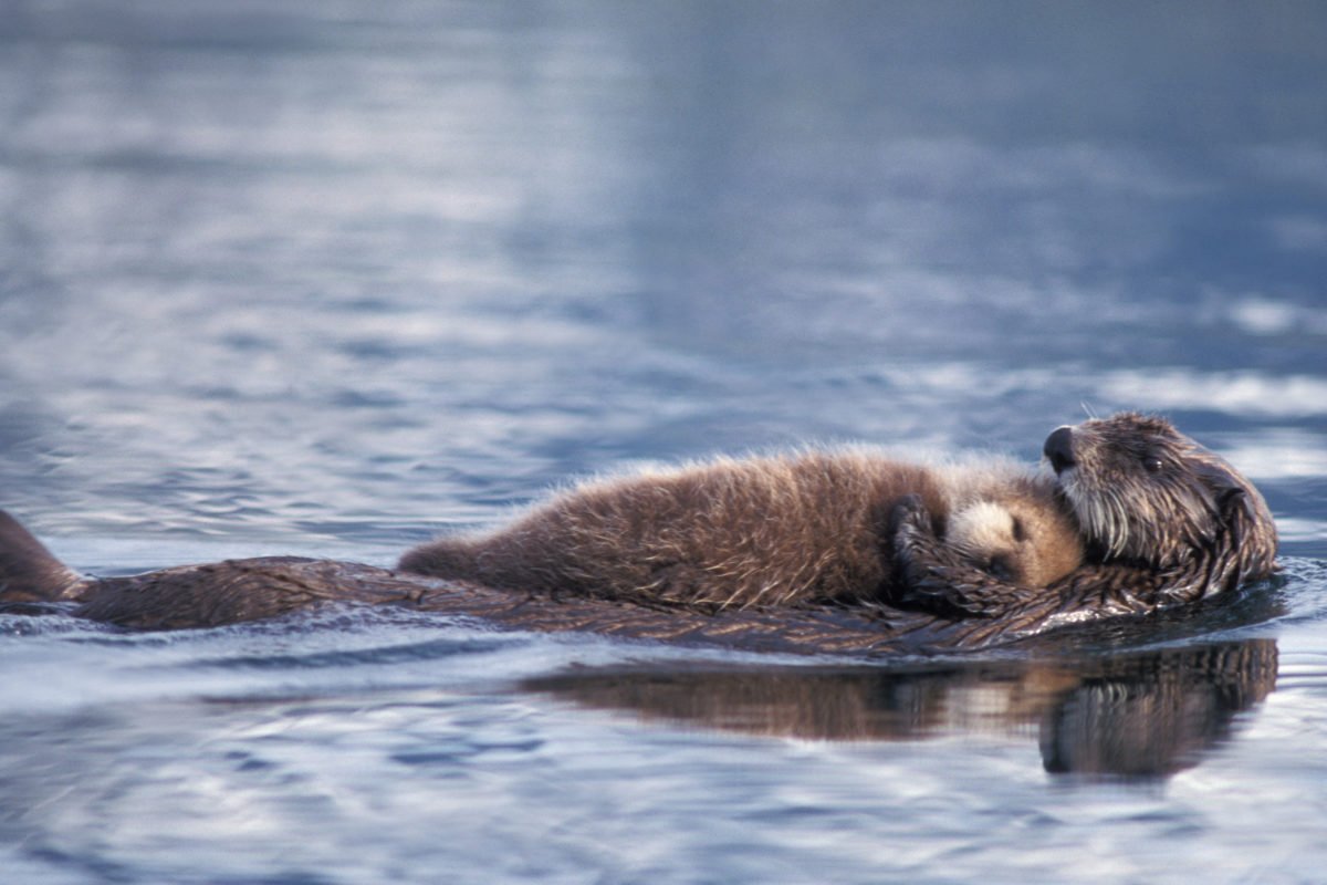 Выдра на спине с малышом
