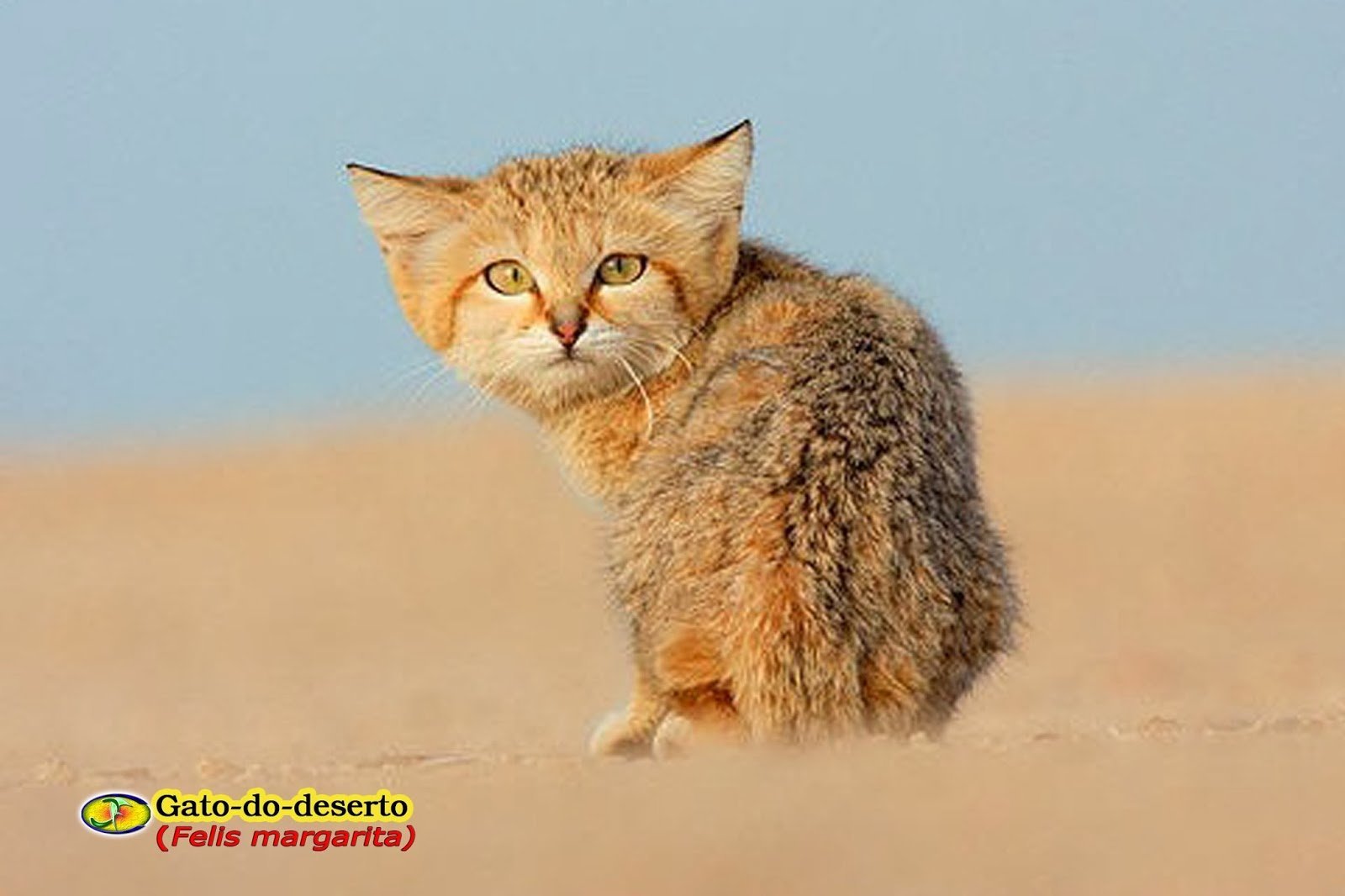 Кошка пустыни. Пустынный барханный кот. Песчаная барханная кошка. Барханный кот в пустыне. Барханная кошка (Песчаная кошка).