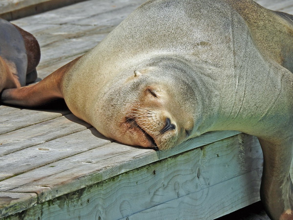 Спящий морской котик