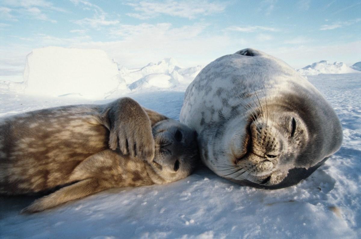 Нерпа мама с малышом