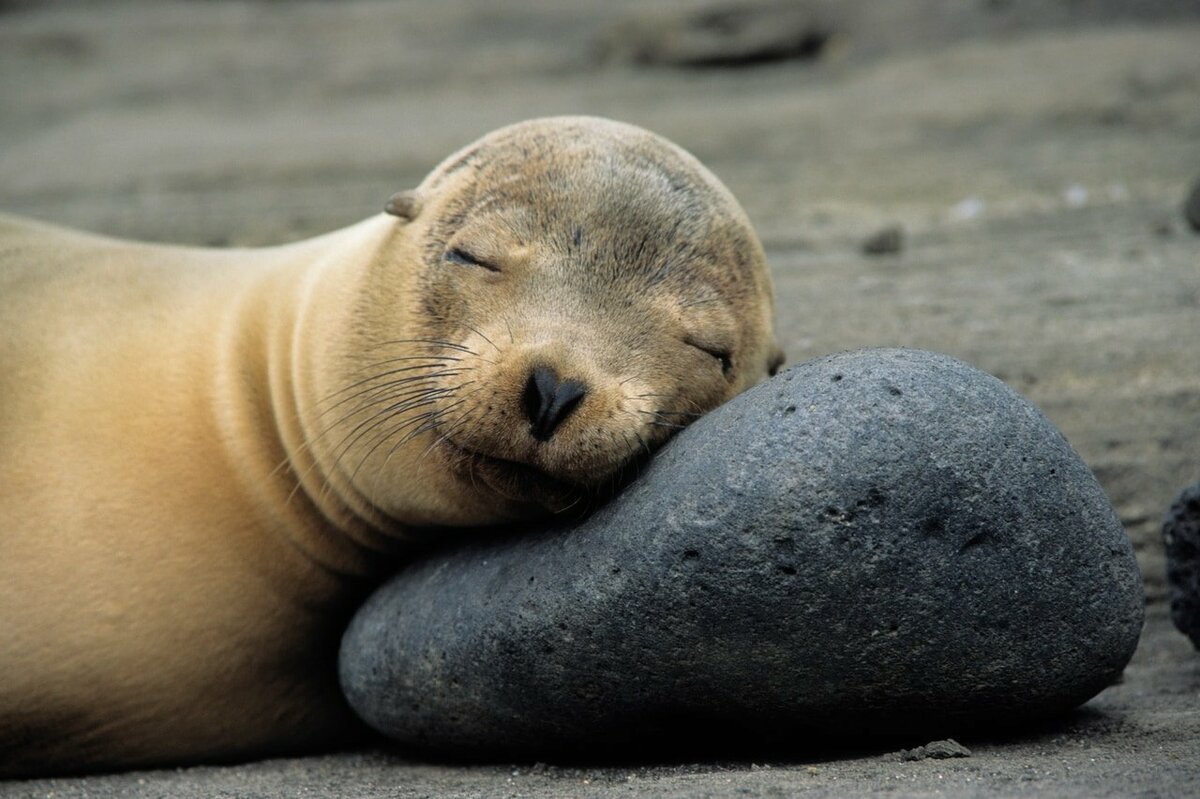 Спящие тюлени