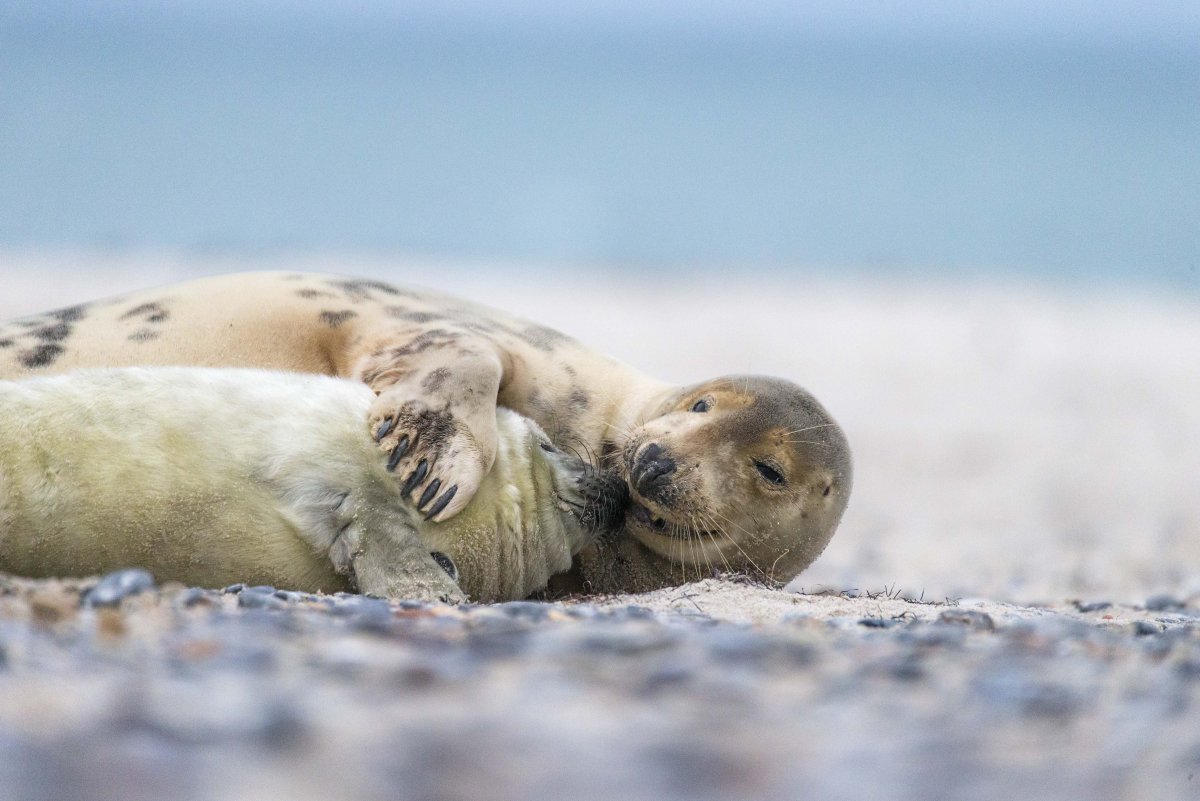 Тюлени обнимаются