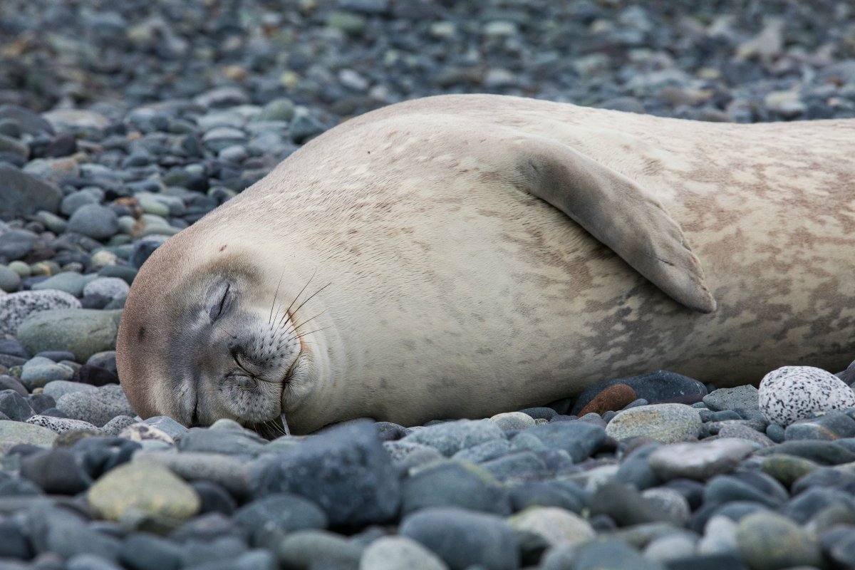 Тюлень Унгавы