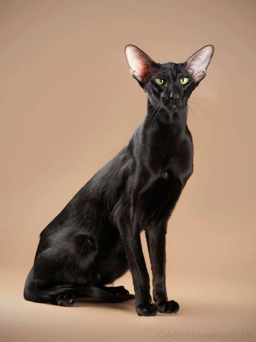 Ориентальная кошка