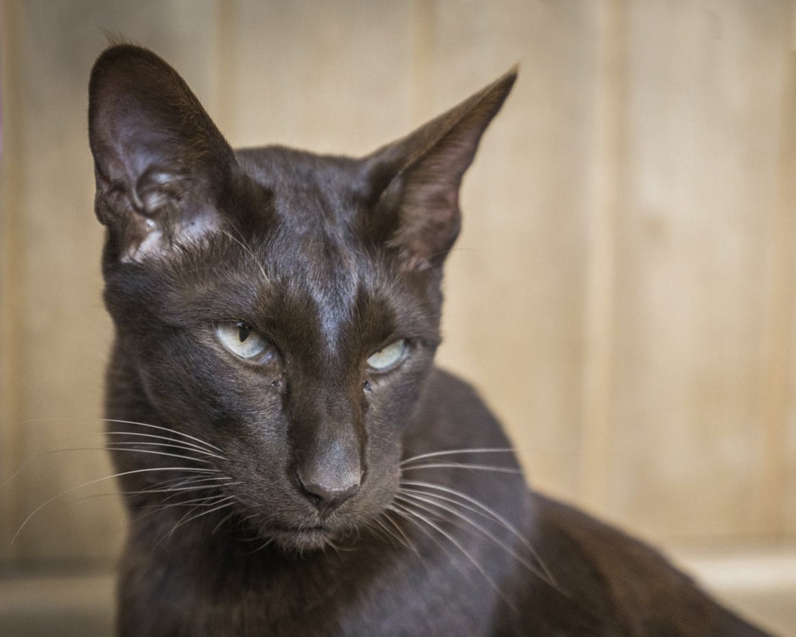 Кот Ориентал цвета Гавана