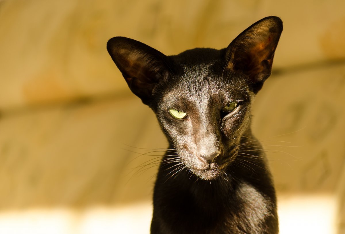 Ориентал Гавана