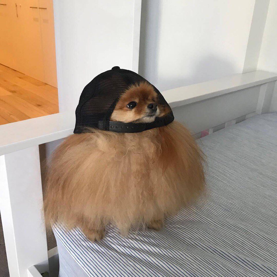 Собака Джо Джо ава