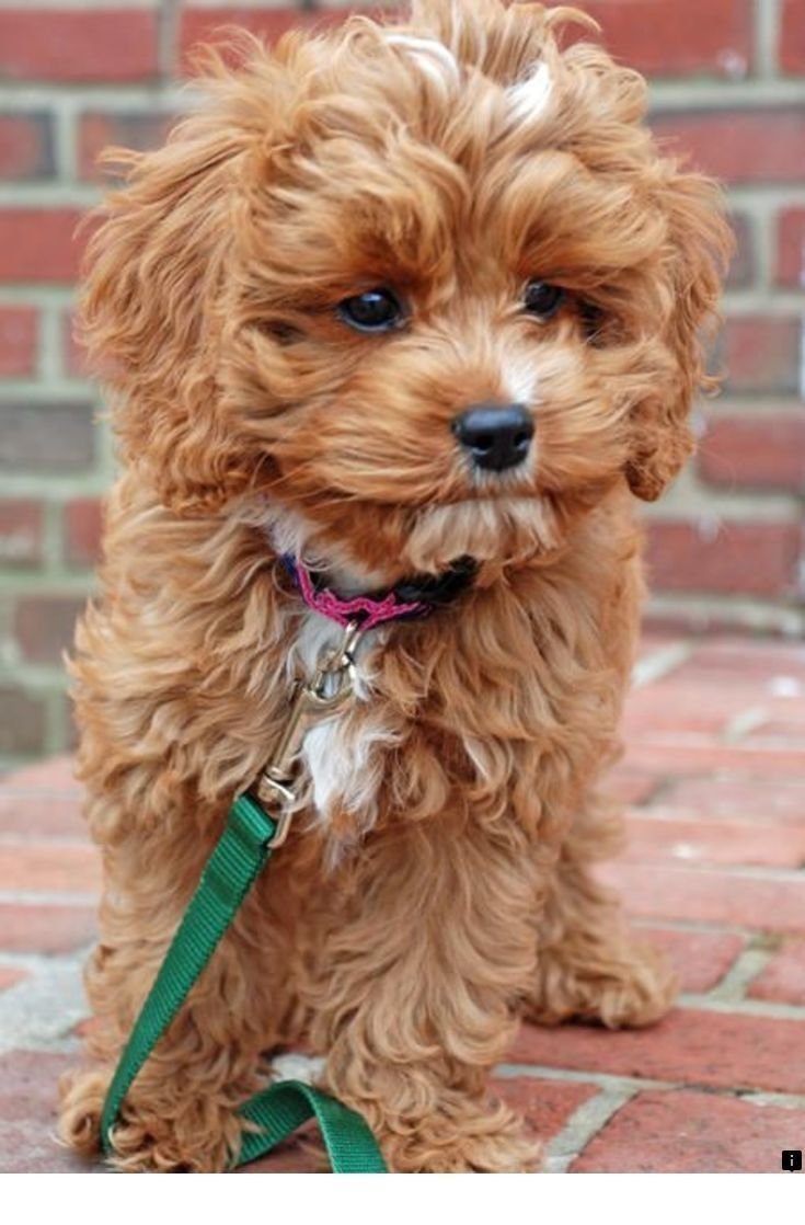 Самая красивая собачка в мире порода кокапу