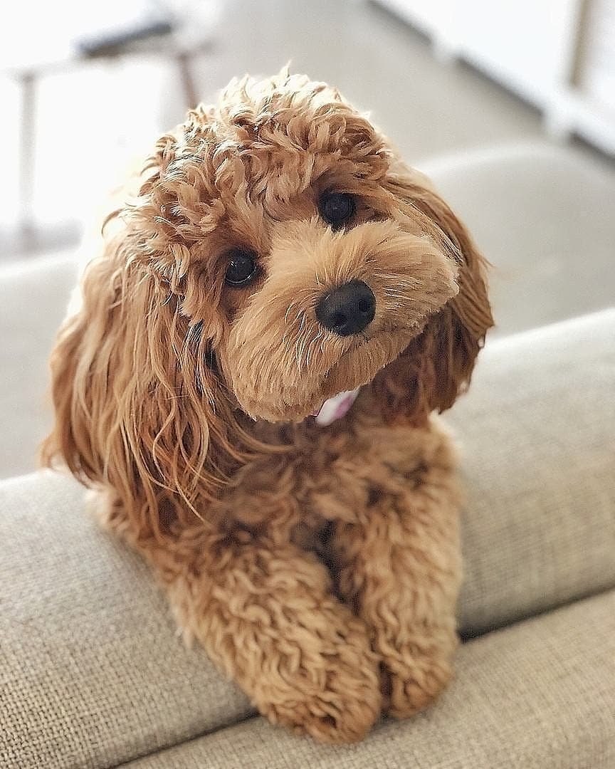 Порода Голдендудль мини