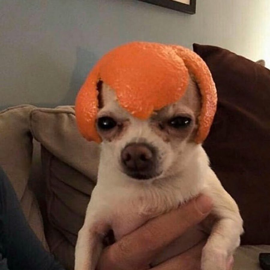Post this Dog