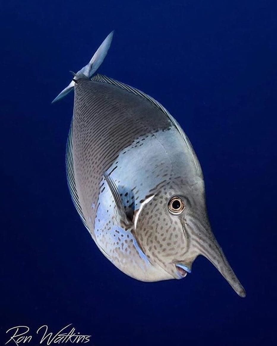 Обыкновенный Скат-орляк