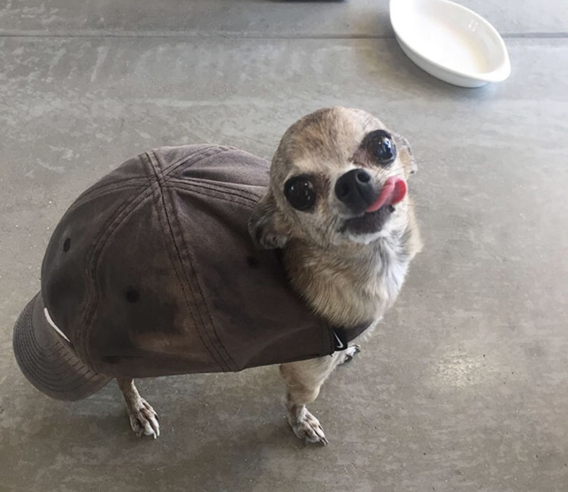 Доги Мем