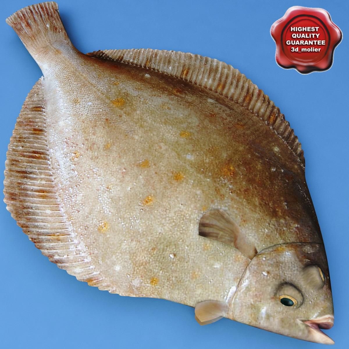 Рыба Единорог Мальдивы