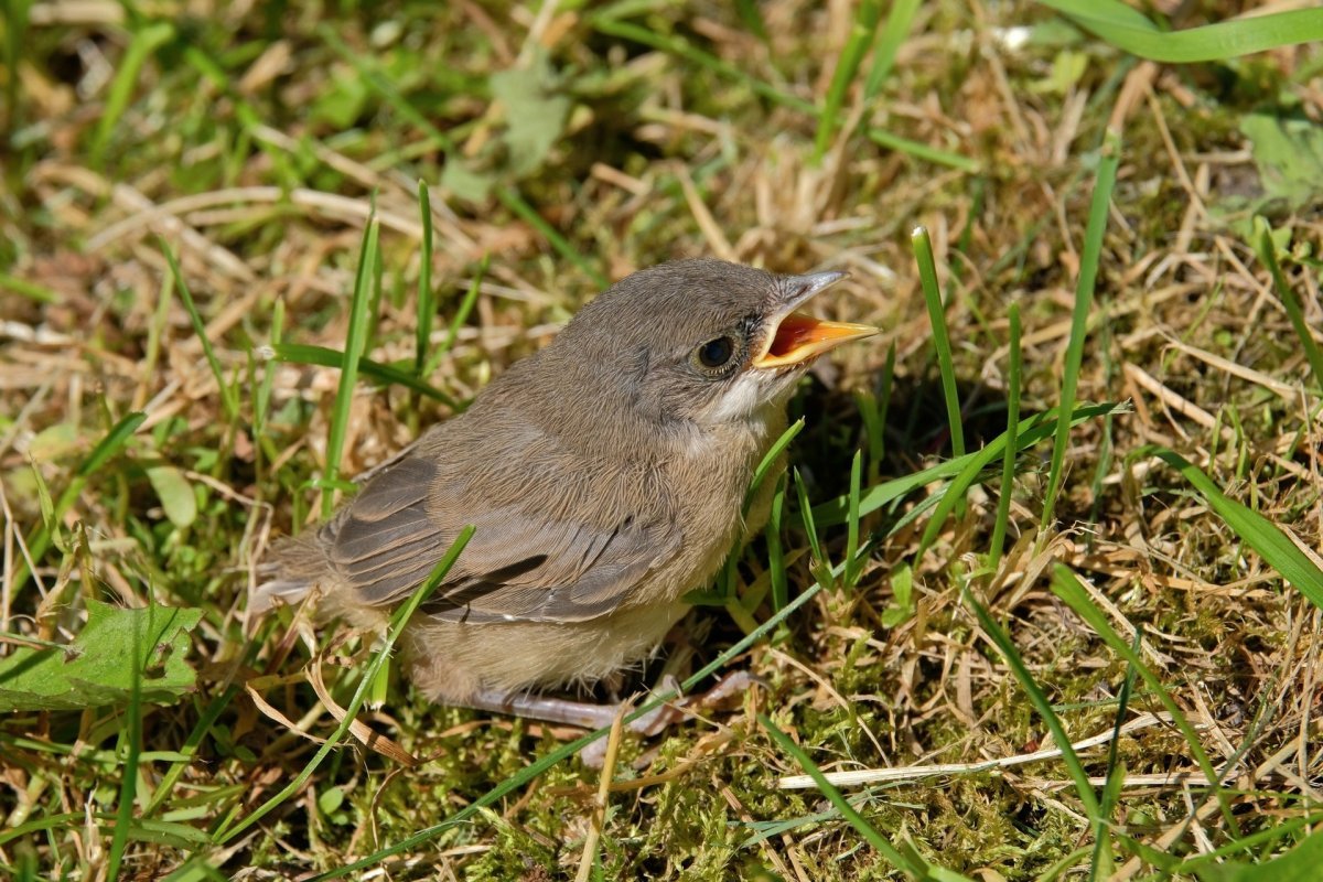 Мухоловка пеструшка слеток