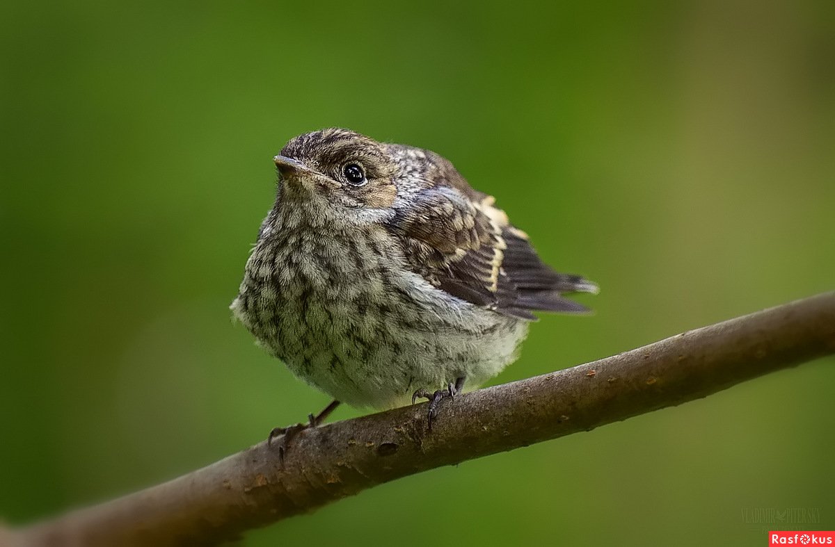 Птица вьет гнездо в траве